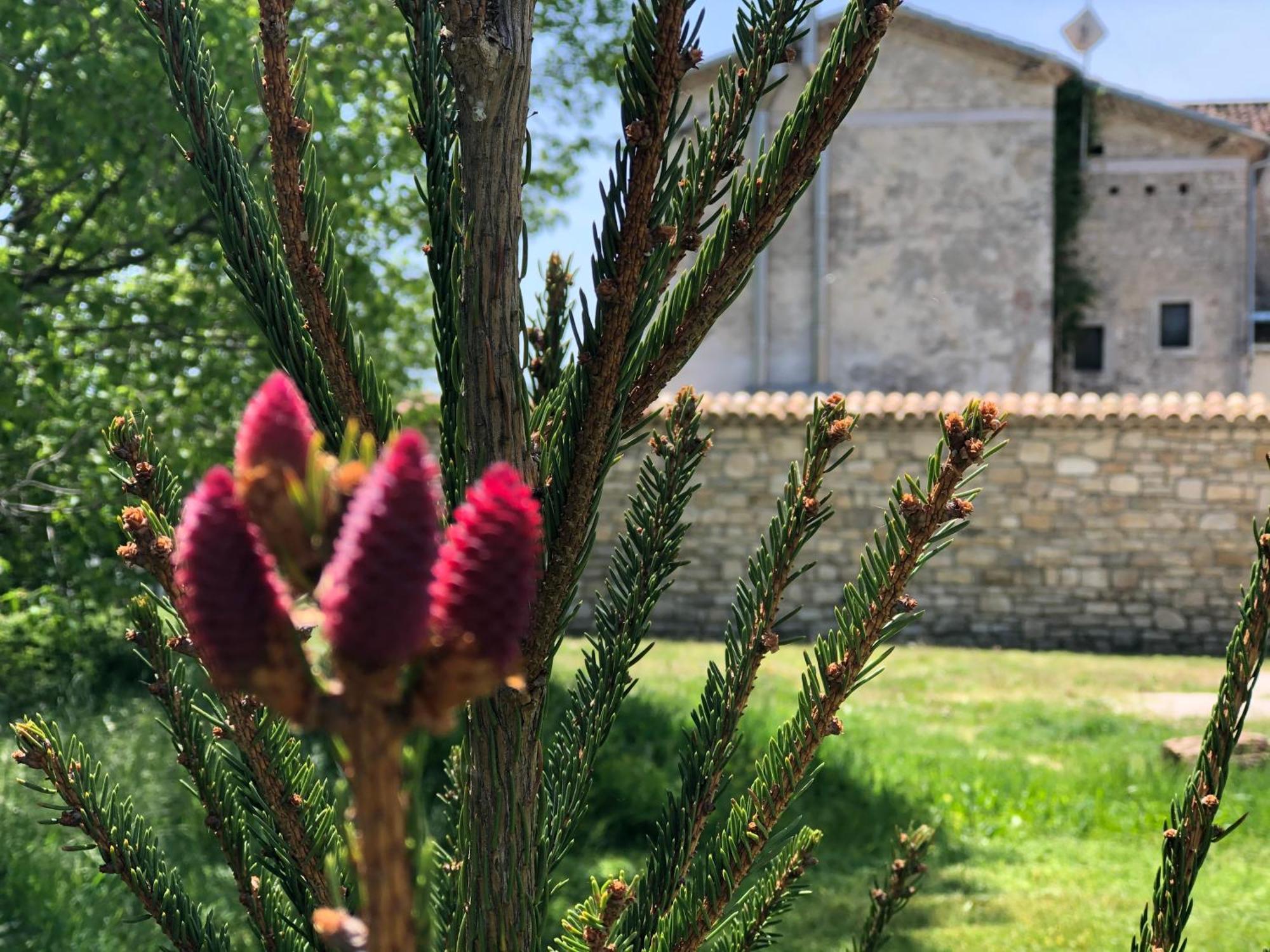 Antica Taverna Del Principe Sepino Bagian luar foto